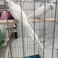 عروس هلندی آلبینو مولد و جوجه سرلاکی|پرنده|شیراز, شهرک ترکان|دیوار