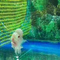 اکواریوم|ماهی|سلماس, |دیوار