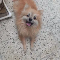 سگ حرف گوش کن