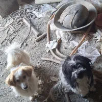 دو جفت سگ نر  پاکوتاه