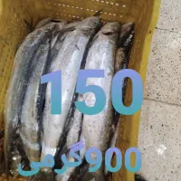 ماهی تازه پیک رایگان