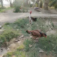مرغ وخروس|حیوانات مزرعه|فاریاب, |دیوار
