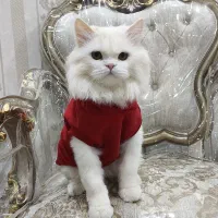 جفتگیری گربه نر