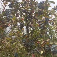 نهال زرشک سیاه بی دانه (تیل)|خدمات باغبانی و درختکاری|تسوج, |دیوار