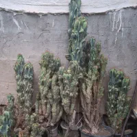 کاکتوس