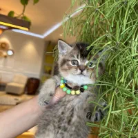 بچه گربه بریتیش بلک گلد اصیل