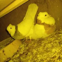 کبوتر طوقی|پرنده|بروجن, |دیوار