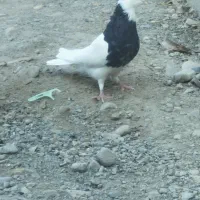 طوق سیاه نر|پرنده|عنبرآباد, |دیوار