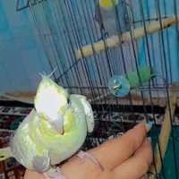 عروس هلندی طوطی برزیلی|پرنده|چهارباغ, |دیوار