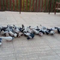 تعدادی کفتررنگه هوایی