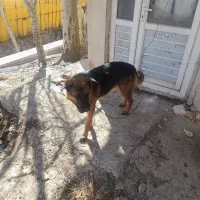 سگ پیداشده|حیوانات|رودهن, |دیوار