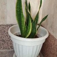 گلدان گل و گیاه آپارتمانی سرحال و سالم و استند گل|حراج|تهران, دریاچه شهدای خلیج فارس|دیوار