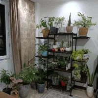 استند گل