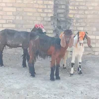 بره و بیگ نر.بیگ ماده|حیوانات مزرعه|مسجد سلیمان, |دیوار