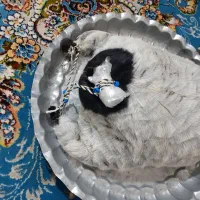 هیزه سه کیلویی با روغن حیوانی