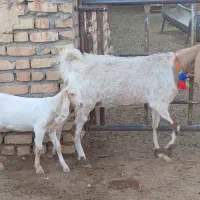 بز پاکستانی