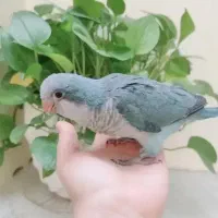 نیازمند راهب آبی ماده آماده