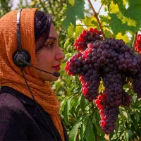 فروش نهال انگور ترکمن در تویسرکان، با گواهی سلامت