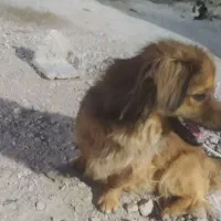 وگذاری پاپی نر
