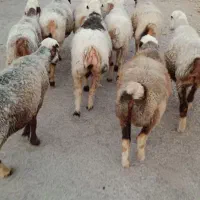 میش