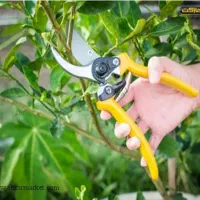 هرس ونگهداری باغ وباغچه|خدمات باغبانی و درختکاری|گلپایگان, |دیوار