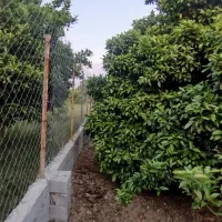 فروش باغچه ی ۲۵۰ متری|فروش دفتر صنعتی، کشاورزی، تجاری|کیاکلا, |دیوار