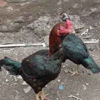 مرغ و خروس لاری