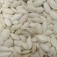 تخمه کدو محصول امسال