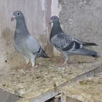 جوجه پلاکی