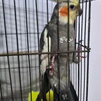 عروس هلندی نر