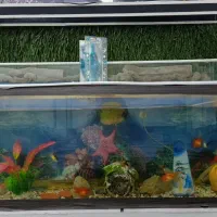 اکواریوم  ماهی