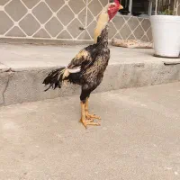 لاری|حیوانات مزرعه|کبودرآهنگ, |دیوار