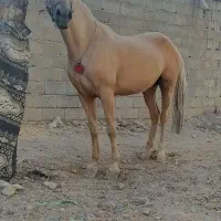 اسب مادیون|اسب و تجهیزات اسب‌سواری|خمینی‌شهر, |دیوار
