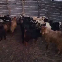 کره کیلویی ۳۰۰|حیوانات مزرعه|پاتاوه, |دیوار