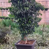 گل محلات|گل و گیاه طبیعی|محلات, |دیوار