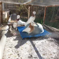 چهار عدد طوقی نر|پرنده|ابرکوه, |دیوار