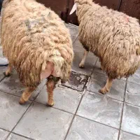 قصاب ماهر