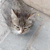گربه