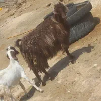 بزه|حیوانات مزرعه|گناباد, |دیوار