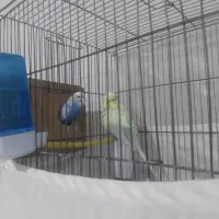 مرغ عشق انگلیسی نروماده