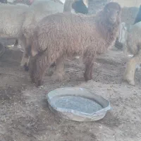۳عددبره ماده چاق رامشیر