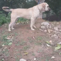 سگ پژدر اصیل