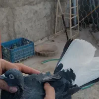 زاغ دم سفید|پرنده|ورامین, خیر آباد|دیوار