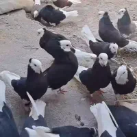 خرید فروش کبوتر