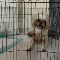 واگذاری هاپو کوچولو