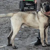 واگذاری‌سگ‌سرابی