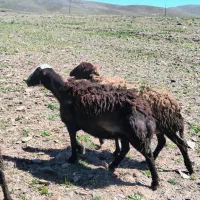 میش افشاری بیگوش