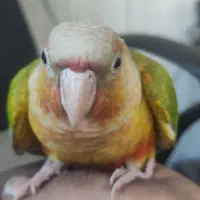 گمشده