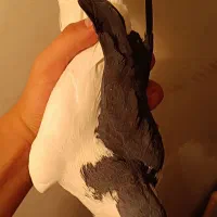 چپ سیاه بدون خطا و ساده سرخ پرخال سیاه