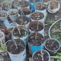 نهال گلدانی انجیر سفید پیوندی دانه درشت یک ساله